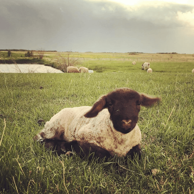 A young sheep laying on the grass by a pond, with other sheep grazing in the background and a cloudy sky above.